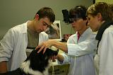 AUSCULTATION 145
